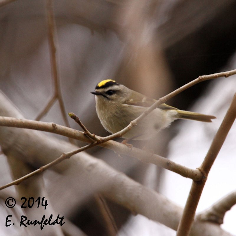 20Dec-CBC 566.jpg - Golden-crowned Kinglet